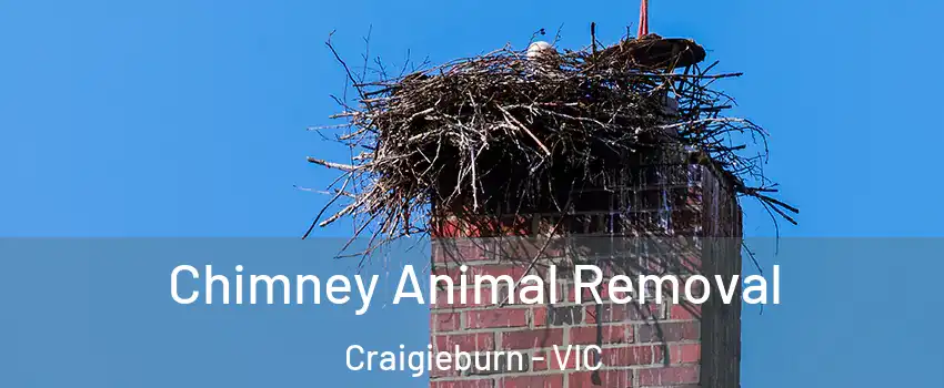 Chimney Animal Removal Craigieburn - VIC