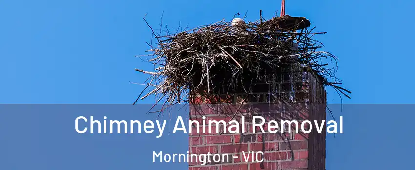 Chimney Animal Removal Mornington - VIC